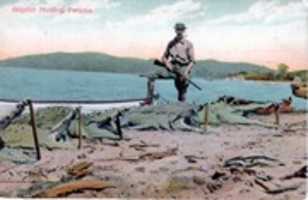 Free download 19xx Alligator Hunter Postcard free photo or picture to be edited with GIMP online image editor