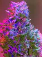 Free download 2014 I Phone 022photos Of MYcolorado Home Grown Cannabis All Grown By Myself ( 80) free photo or picture to be edited with GIMP online image editor