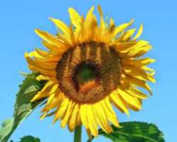 Muat turun percuma 2016 08 05 Sunflower Sargeant foto atau gambar percuma untuk diedit dengan editor imej dalam talian GIMP