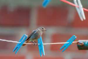 Free download 24.07.2017 / Bird sitting on string / Bakovci free photo or picture to be edited with GIMP online image editor