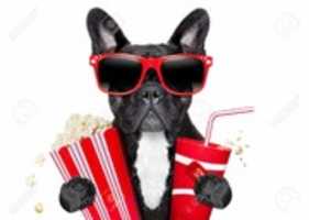 Free download 27526162 Dog Going To The Movies With Soda And Glasses Stock Photo Cinema Bulldog Dog free photo or picture to be edited with GIMP online image editor
