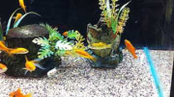 বিনামূল্যে ডাউনলোড 2 - Koi এবং বিভিন্ন মাছ JoK বিনামূল্যের ছবি বা ছবি GIMP অনলাইন ইমেজ এডিটর দিয়ে সম্পাদনা করা হবে