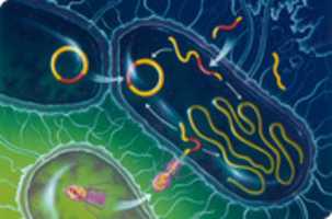 Free download 3.1.2 Bacteria 3 free photo or picture to be edited with GIMP online image editor