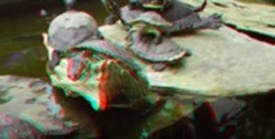Free download 3 D TURTLES free photo or picture to be edited with GIMP online image editor