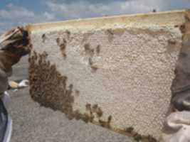 Free download 4x2 honey label 2014 free photo or picture to be edited with GIMP online image editor