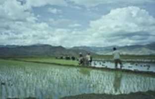Free download 602. Rice transplanting in Dapo Village (scanned image) free photo or picture to be edited with GIMP online image editor