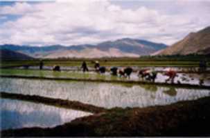 Free download 603. Rice Transplanting in Dapo Village (Digital Image) free photo or picture to be edited with GIMP online image editor