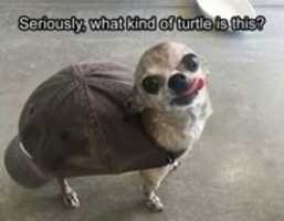 Free download 6156c 991bbdfbf 9ec 39df 7a 5a 9ccd 62f Funny Pictures Of Animals Funny Animal Memes free photo or picture to be edited with GIMP online image editor