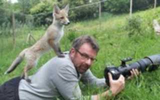 Free download 97047256petfox Xlarge Trans Nv BQz QNjv 4 Bq Zg Ek ZX 3 M 936 N 5 BQK 4 Va 8 RWt T 0g K 6 Ef ZT 336f 62 EI 5 U free photo or picture to be edited with GIMP online image editor
