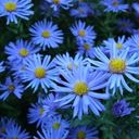 A Azure Bloom of Aster  screen for extension Chrome web store in OffiDocs Chromium