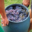 A barrel of fragrant ripe grapes  screen for extension Chrome web store in OffiDocs Chromium