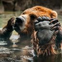 A Bear’s Tranquil Moment in the Water  screen for extension Chrome web store in OffiDocs Chromium