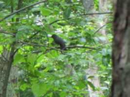 Download gratuito de A Blackbird on a Tree Near the East Bay Bike Path foto ou imagem gratuita para ser editada com o editor de imagens on-line do GIMP