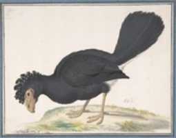 Free download A Black Curassow free photo or picture to be edited with GIMP online image editor