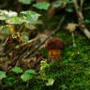 A Brown Mushroom on Mossy Ground  screen for extension Chrome web store in OffiDocs Chromium