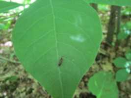 Free download A Bug on a Leaf at the Oak Knoll Wildlife Sanctuary free photo or picture to be edited with GIMP online image editor