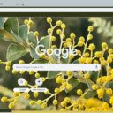 Acacia  screen for extension Chrome web store in OffiDocs Chromium