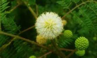 Free download Acacia.mearnsii.black.wattle.tree.white.flower.ball. 2018.05.30.01.en free photo or picture to be edited with GIMP online image editor