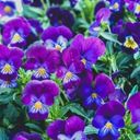 A Carpet of Regal Viola  screen for extension Chrome web store in OffiDocs Chromium