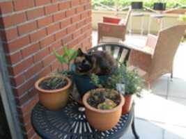 Free download A Cat in a Flower Pot free photo or picture to be edited with GIMP online image editor