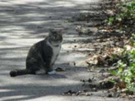 Free download A Cat On the Wilson Park Loop Path free photo or picture to be edited with GIMP online image editor