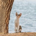 A Cat Sitting beside a Tree  screen for extension Chrome web store in OffiDocs Chromium