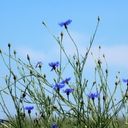 A Cerulean Sky of Centaurea cyanus  screen for extension Chrome web store in OffiDocs Chromium