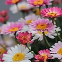 A Cheerful Cluster of Marguerite Daisies  screen for extension Chrome web store in OffiDocs Chromium