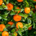 A Citrus Grove  screen for extension Chrome web store in OffiDocs Chromium