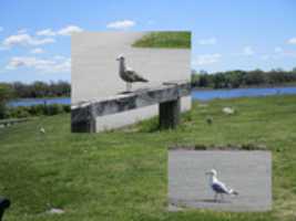 Muat turun percuma A Collage Of Seagulls From Colt State Park foto atau gambar percuma untuk diedit dengan editor imej dalam talian GIMP