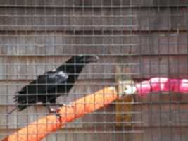 Free download A Common Raven with its beak wide open free photo or picture to be edited with GIMP online image editor