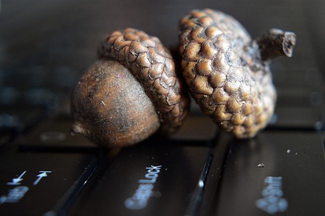 Free download acorn seeds keyboard laptop fruit free picture to be edited with GIMP free online image editor