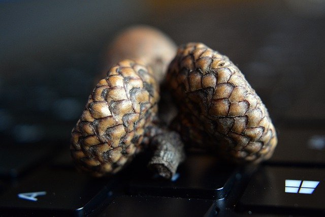 Free graphic acorn seeds keyboard oaknut nut to be edited by GIMP free image editor by OffiDocs