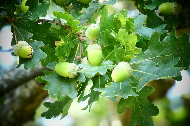Download gratuito di Acorns Oak Tree: foto o immagini gratuite da modificare con l'editor di immagini online GIMP