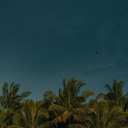 A Dark Blue Sky above Palm Trees  screen for extension Chrome web store in OffiDocs Chromium