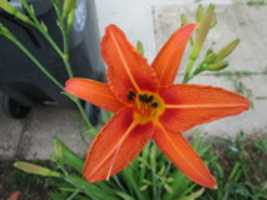 Free download A Daylily in my Garden free photo or picture to be edited with GIMP online image editor