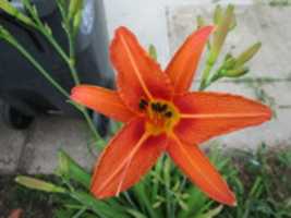 Libreng download A Daylily in my Garden libreng larawan o larawan na ie-edit gamit ang GIMP online na editor ng imahe