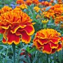 A Dazzling Display of Tagetes erecta  screen for extension Chrome web store in OffiDocs Chromium