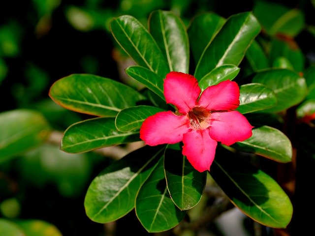 Descarga gratuita adenium flor flora naturaleza botánica imagen gratuita para editar con GIMP editor de imágenes en línea gratuito