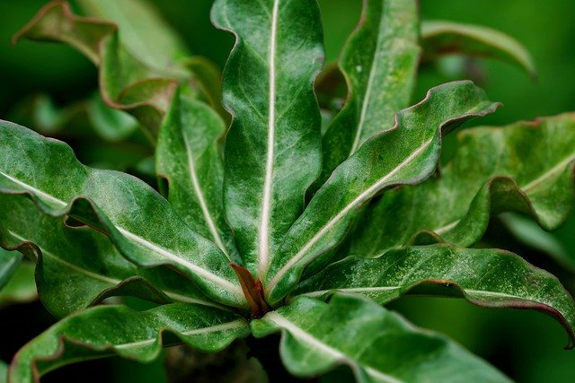 Muat turun percuma daun adenium tumbuhan flora alam semula jadi gambar percuma untuk diedit dengan GIMP editor imej dalam talian percuma