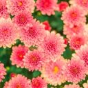 A Dense Bloom of Pink Chrysanthemums  screen for extension Chrome web store in OffiDocs Chromium
