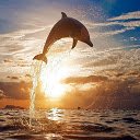 Admirable Dolphin for 1366 X 768 resolution  screen for extension Chrome web store in OffiDocs Chromium