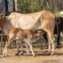 Adorable baby calf  screen for extension Chrome web store in OffiDocs Chromium