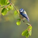 Adorable bird on a tree branch  screen for extension Chrome web store in OffiDocs Chromium