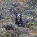 Adorable black bear  screen for extension Chrome web store in OffiDocs Chromium