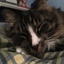 Adorable Cats  screen for extension Chrome web store in OffiDocs Chromium