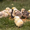 Adorable chicks  screen for extension Chrome web store in OffiDocs Chromium