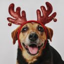 Adorable dog and reindeer mane  screen for extension Chrome web store in OffiDocs Chromium