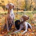 Adorable dogs  screen for extension Chrome web store in OffiDocs Chromium