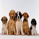 Màn hình Những chú chó đáng yêu dành cho tiện ích mở rộng Cửa hàng Chrome trực tuyến trong OffiDocs Chromium